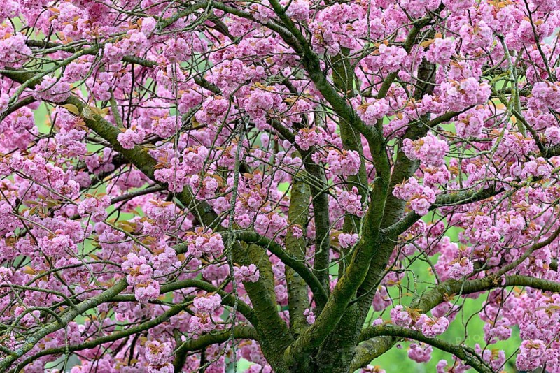 Japanese flowering cherry (Prunus serrulata Kanzan) in bloom, North Rhine-Westphalia, Germany, Europe