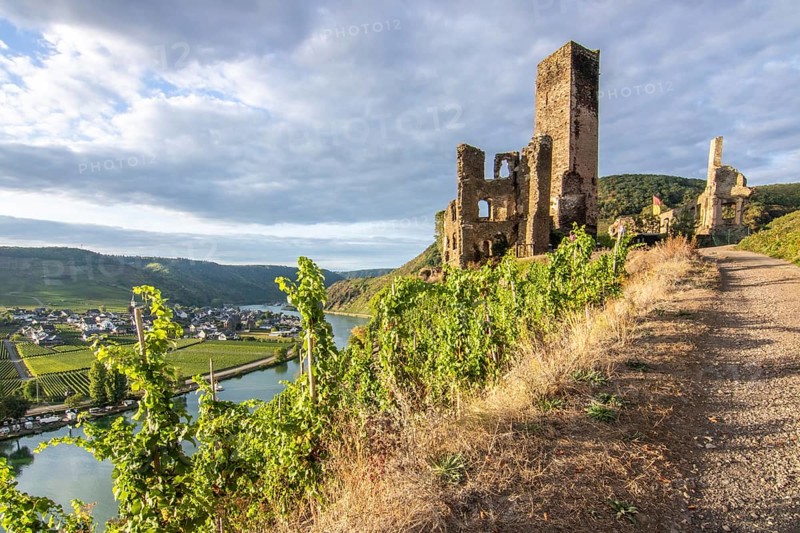 Beautiful landscape by a river. Metternich Castle lies in the middle of the vineyards overlooking the Moselle. A late summer evening at sunset with castle ruins in the town of Beilstein, Rhineland-Palatinate, Germany, Europe