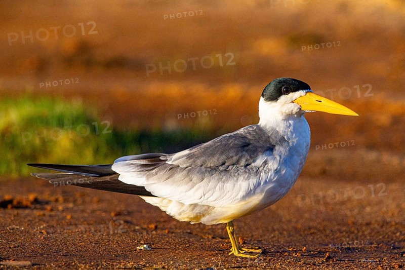 Large-billed Tern (Phaetusa simplex) Pantanal Brazil