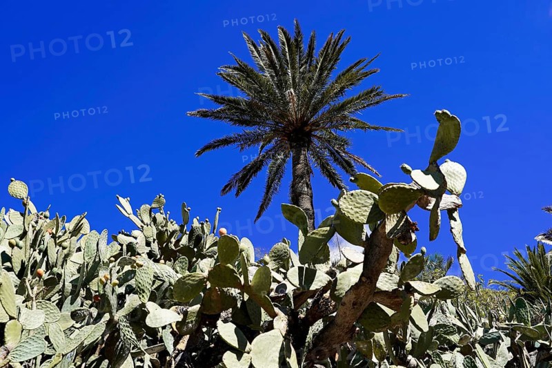 Mountain village Masca, Masca Gorge, Montana Teno Mountains, Tenerife, Canary Islands, Spain, Europe, Cactus and palm tree under a deep blue sky, typical for a desert-like landscape, Europe