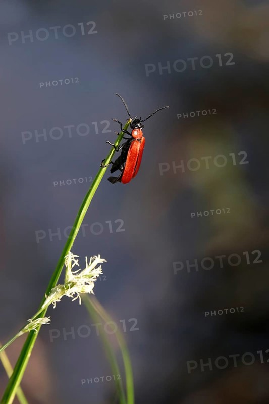 Black-headed Cardinal beetle (Pyrochroa coccinea), May, Saxony, Germany, Europe