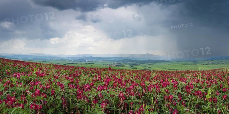 Landscape with a field of gladioli, with a thunderstorm behind, near Volterra, Province of Pisa, Tuscany, Italy, Europe