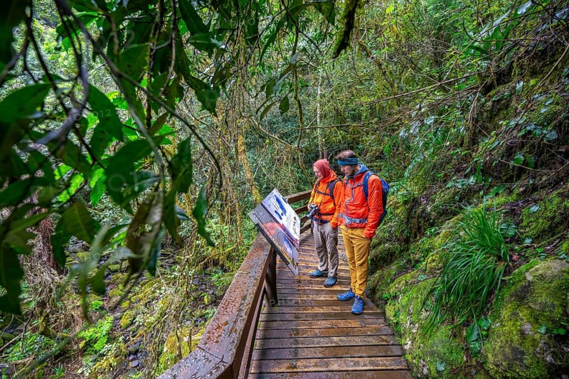 Young and older man reading information signs, on wooden path in dense forest, Graskop Gorge or Graskopkloof, Graskop, Mpumalanga, South Africa, Africa