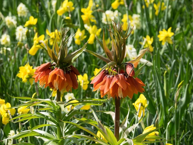 Two orange flowers surrounded by yellow daffodils in a garden, many colourful, blooming tulips in springtime in the Netherlands, amsterdam, the netherlands