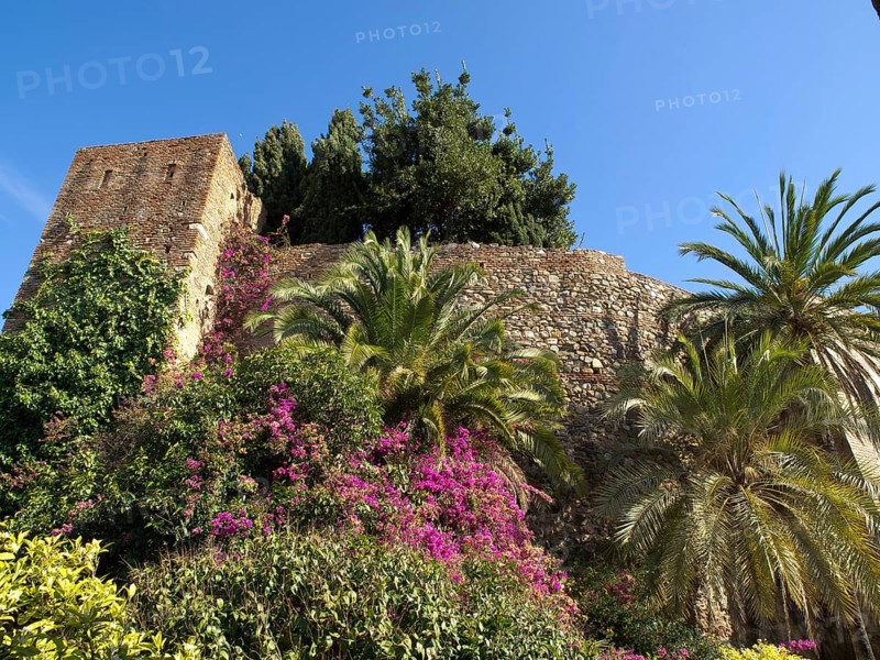 Lush stone wall with colourful flowers and palm trees next to it, clear blue sky, spring with blooming flowers in Malaga with the old fortress and hisotric buildings, malaga, spain