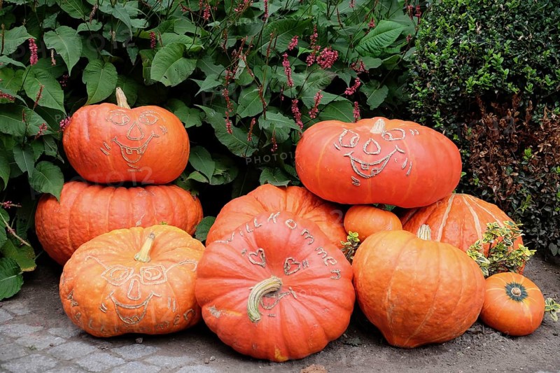 Carved pumpkins with different patterns in front of green plants and walkways, many colourful pumpkins for decoration in a garden, Borken, Germany, Europe