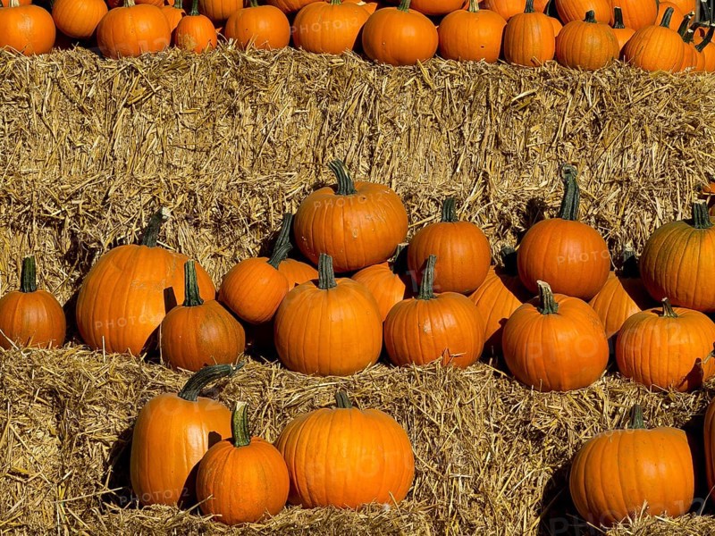 Several orange pumpkins lying in stacks on hay beds, orange pumpkins on straw bales in the garden, borken, germany