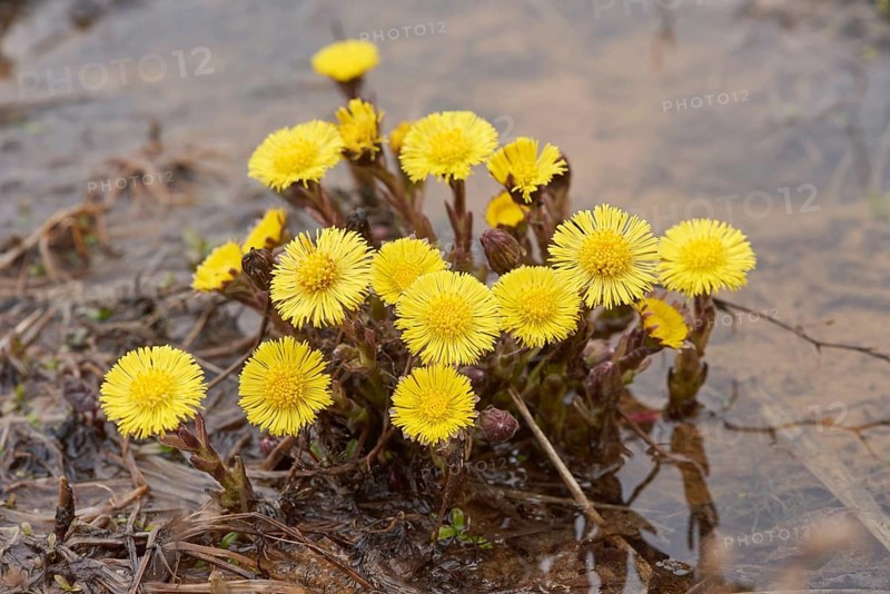 Close-up of coltsfoot (Tussilago farfara) blooming in a sandpit in spring, Bavaria, Germany, Europe