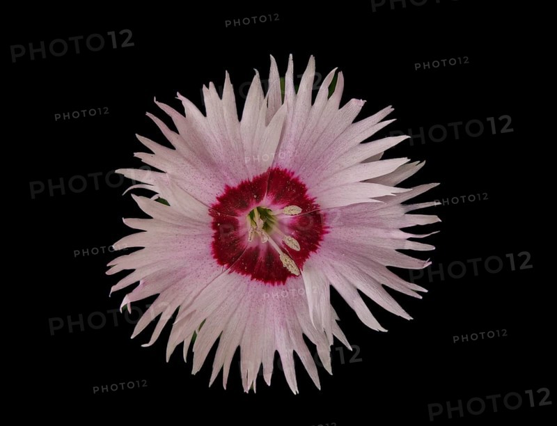 Flower of a fragrant garden carnation (Dianthus), Leimbach, Thurgau, Switzerland, Europe