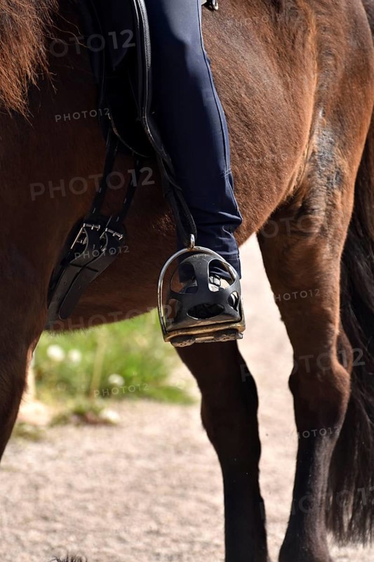 Close-up of rider's leg and stirrup during training of an Icelandic horse equipped with saddle, bit and bridle