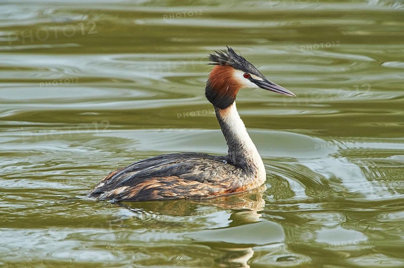 Close-up of a swimming great crested grebe (Podiceps cristatus) in spring