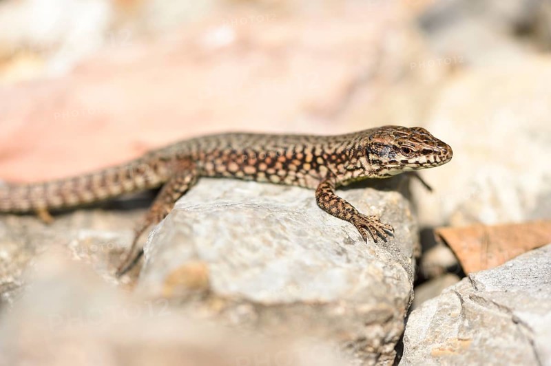 Close-up of a common wall lizard (Podarcis muralis) in autumn, Italy, Europe