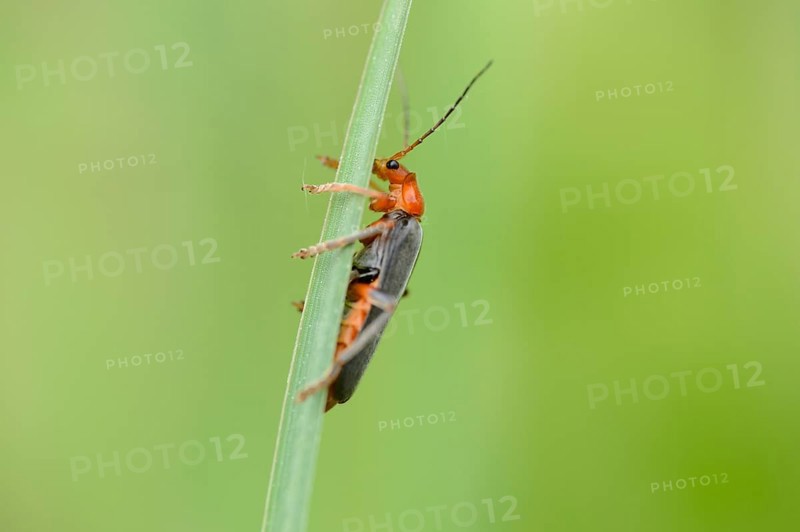 Close-up of a Soldier beetle (Cantharis fusca) on a grass stalk in a meadow