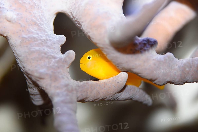 Close-up of a yellow clown goby (Gobiodon okinawae) in an aquarium 'clown gobies'