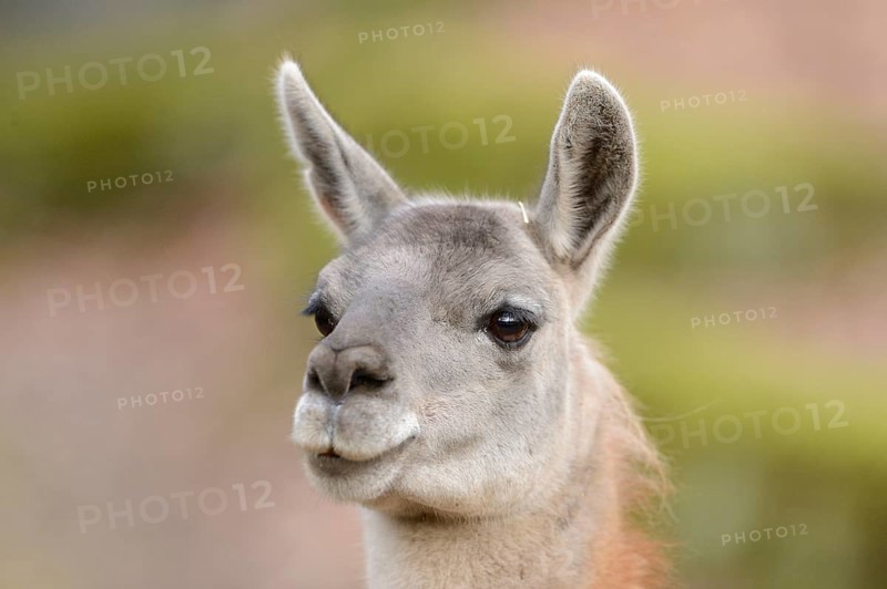Portrait of a Guanaco (Lama guanicoe)