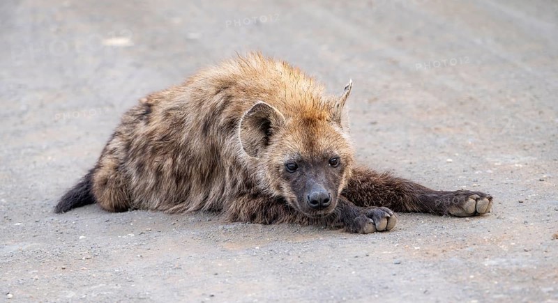 Spotted hyenas (Crocuta crocuta), adult, lying on the road, Kruger National Park, South Africa, Africa