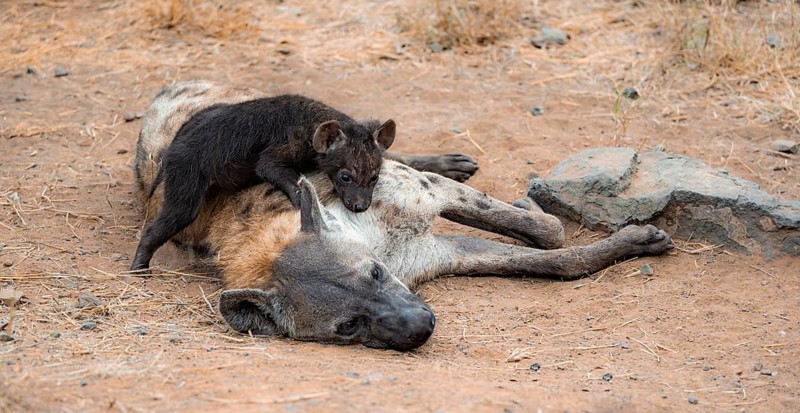 Spotted hyenas (Crocuta crocuta), adult female cuddling with young, lying down, Kruger National Park, South Africa, Africa