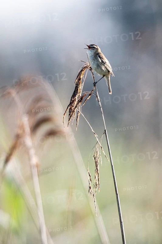 Sedge warbler (Acrocephalus schoenobaenus), Lower Saxony, Germany, Europe