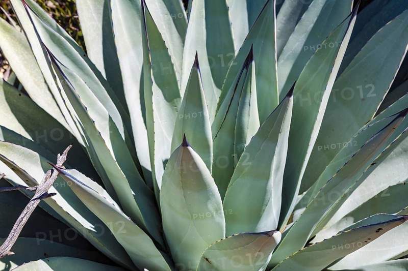 Agave americana, commonly called century plant, United States of America, USA, North America