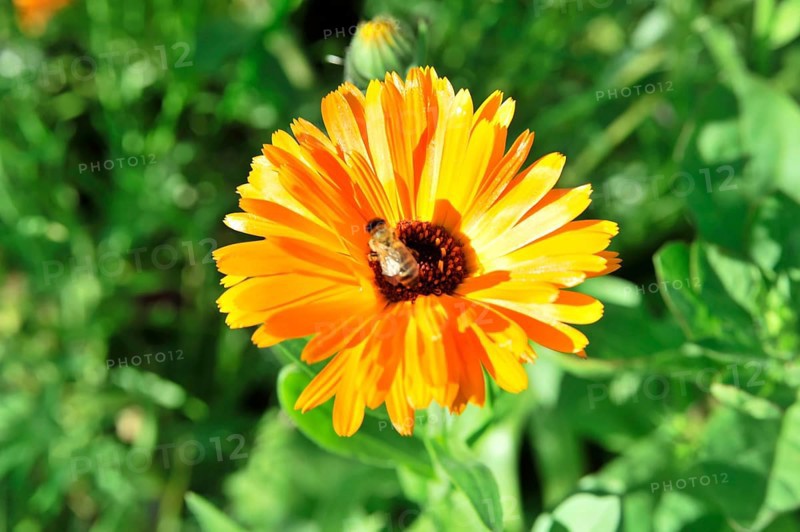Vivid orange marigold with a bee in the centre, surrounded by green vegetation, flower meadow, Stuttgart, Baden-Wuerttemberg, Germany, Europe