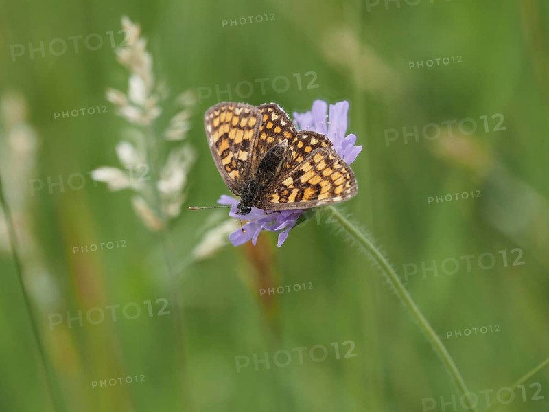 Queen of Spain fritillary (Issoria lathonia) in a meadow clover, near St. Andrae-Hoech, Sausal, Styria, Austria, Europe