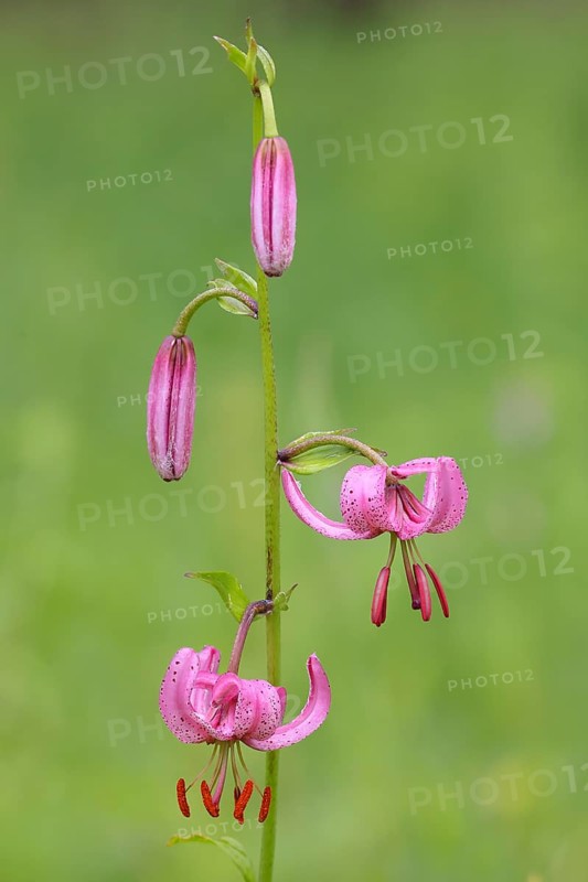 Martagon lily (Lilium martagon) in a forest in spring, lily family, medicinal plant, macro, nature photography, Mackenberg nature reserve, North Rhine-Westphalia, Germany, Europe