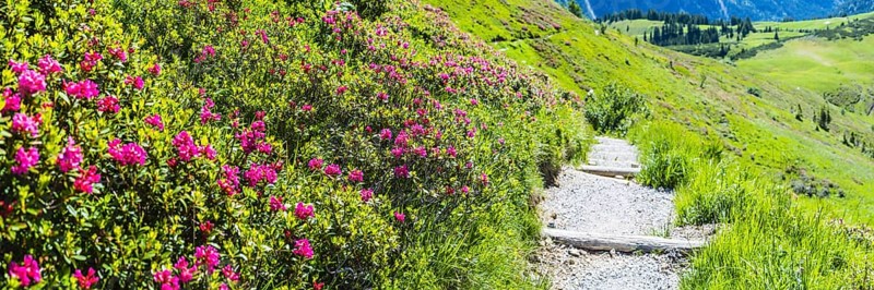 Alpine rose blossom, panorama of the Fellhorn, Allgaeu, Bavaria, Germany, Europe