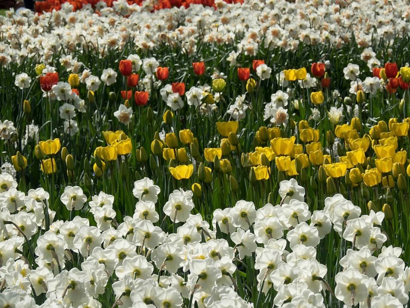 Flower bed with various Poet's Daffodil and tulips in white, yellow and orange, many colourful, blooming tulips in springtime in the Netherlands, amsterdam, netherlands