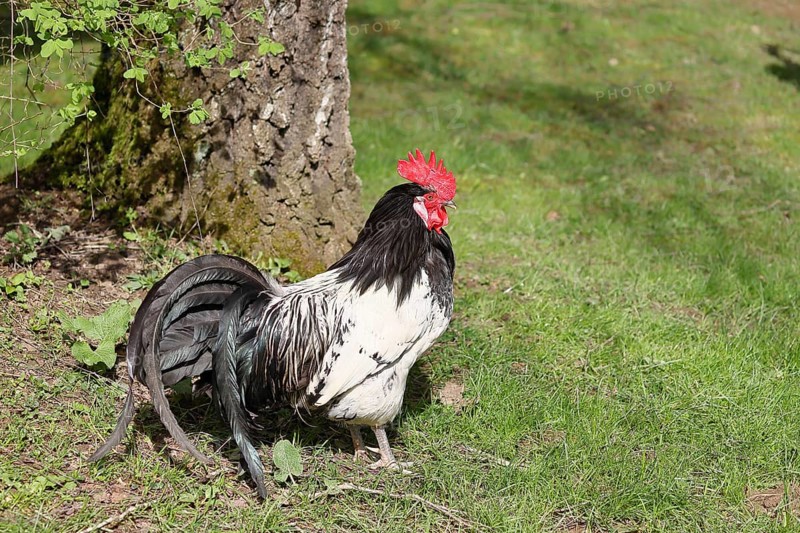Domestic chicken (Gallus gallus domesticus), cock in a meadow, animal portrait, Hesse, Germany, Europe