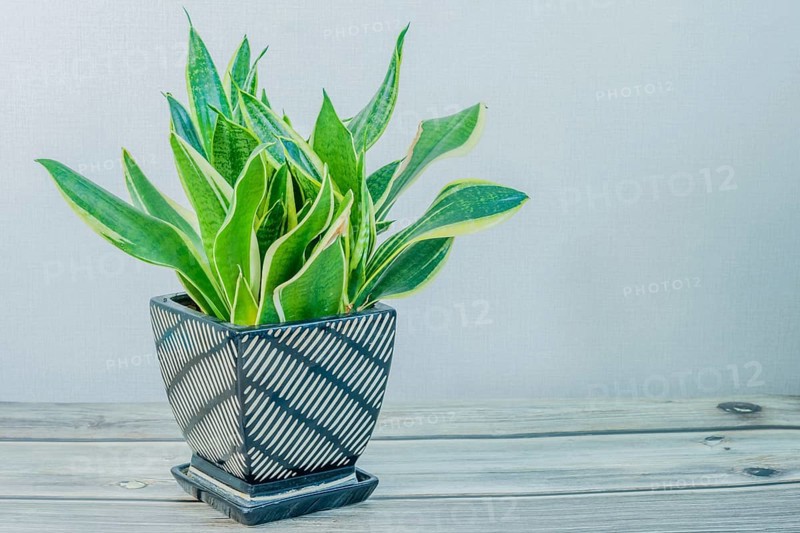 Dracaena trifasciata, AKA snake plant or mother-in-law's tongue, in black and white vase on wooden tabletop