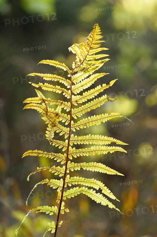 Close-up of a male fern (Dryopteris filix-mas) leaf in a forest in autmn