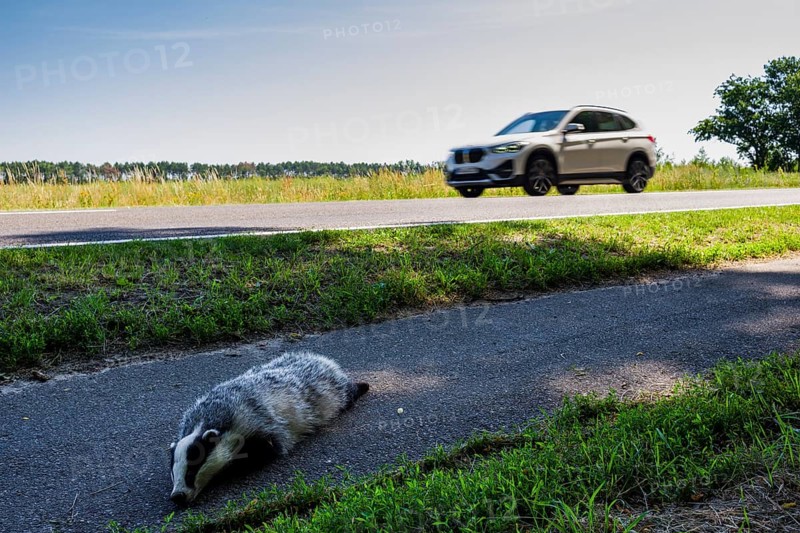 Dead badger on cycle path, Neuhardenberg, Brandenburg, Germany, Europe