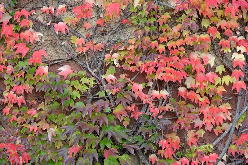Wild Vine, Maiden Vine (Parthenocissus quinquefolia) with fruits and autumn leaves clinging to a house wall, Moselle, Rhineland-Palatinate, Germany, Europe