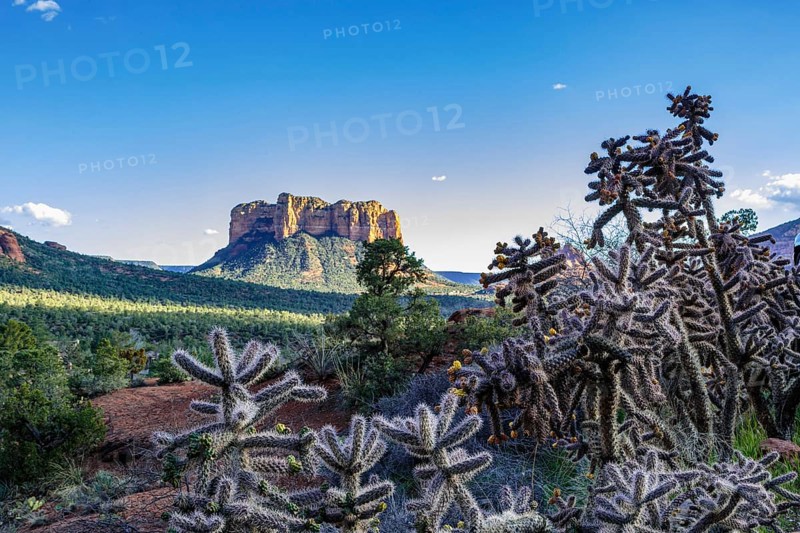 Flowering cholla cacti in an open valley in Sedona, Arizona, United States of America, USA, North America
