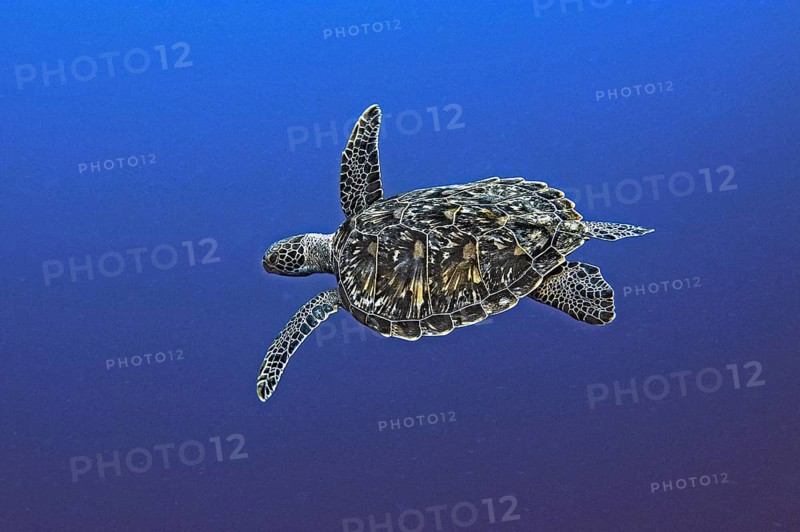 Green turtle, green turtle (Chelonia mydas), Wakatobi Dive Resort, Sulawesi, Indonesia, Asia