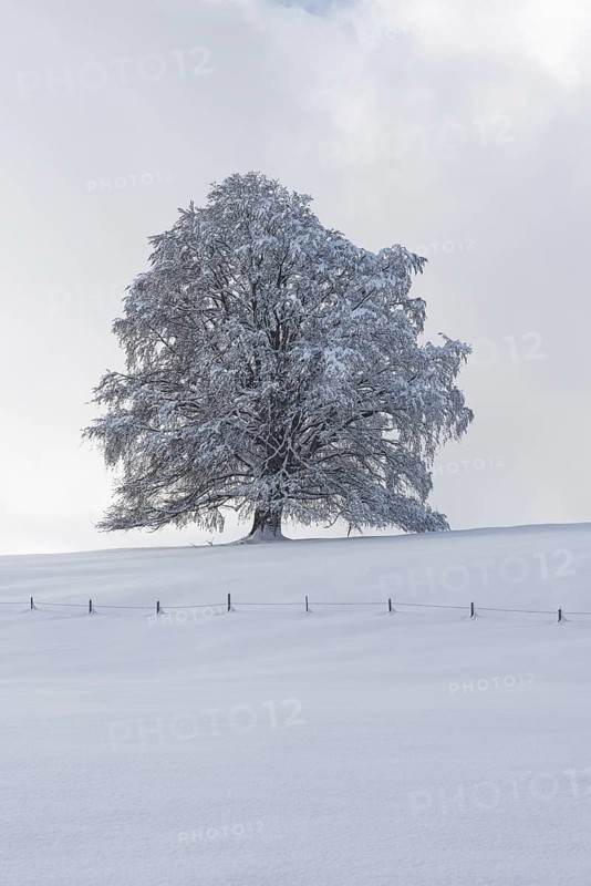 European beech, Fagus sylvatica, in winter, solitary tree near Rieden am Forggensee, Ostallgaeu, Allgaeu, Bavaria, Germany, Europe