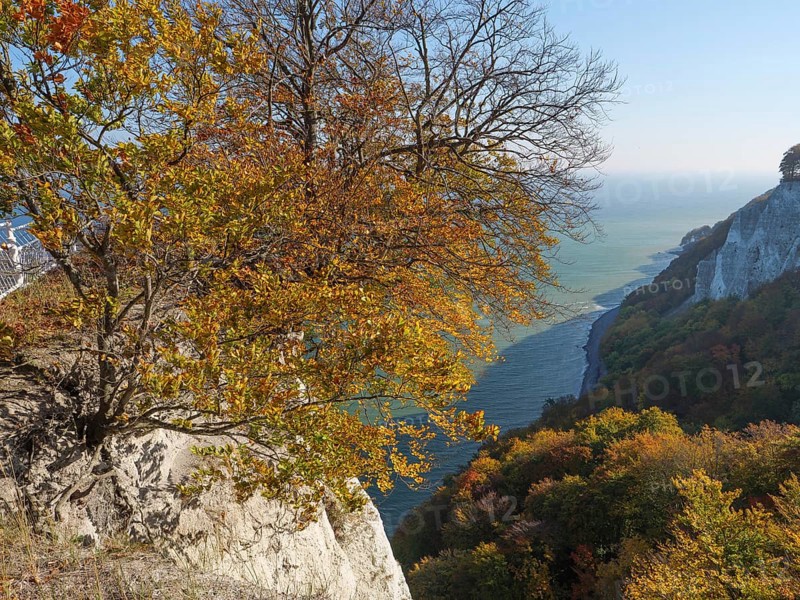 View of the steep coast in autumnal colours with a leafless tree in the foreground and the sea in the background, chalk cliffs on the blue sea with autumnal coloured trees, ruegen, germany