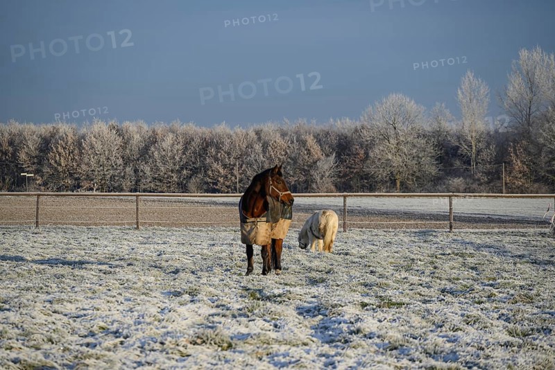 Two horses on a frozen meadow, surrounded by bare trees and a blue sky, hoarfrost on meadows and on trees in front of a blue sky in Muensterland, Velen, Germany, Europe