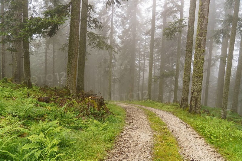 A misty gravel path winds through a dense forest with green vegetation, hiking trail in the mountains between green trees, Gosau, Austria, Europe