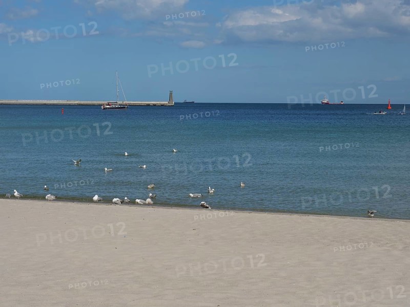 Quiet sandy beach with seagulls on the shore, view of the sea with a sailing boat and a lighthouse on the horizon, green trees on a Baltic Sea beach with clear water, Sopot, poland