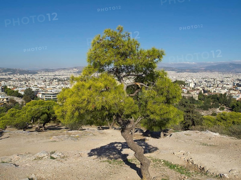 Single tree on a hill overlooking the city, Ancient buildings with columns and trees on the Acropolis in Athens against a blue sky, athens, greece