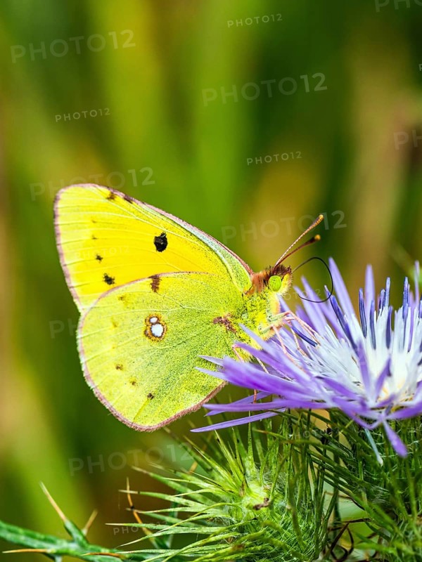 Clouded Yellow, Colias croceus, butterfly, Albania, Europe