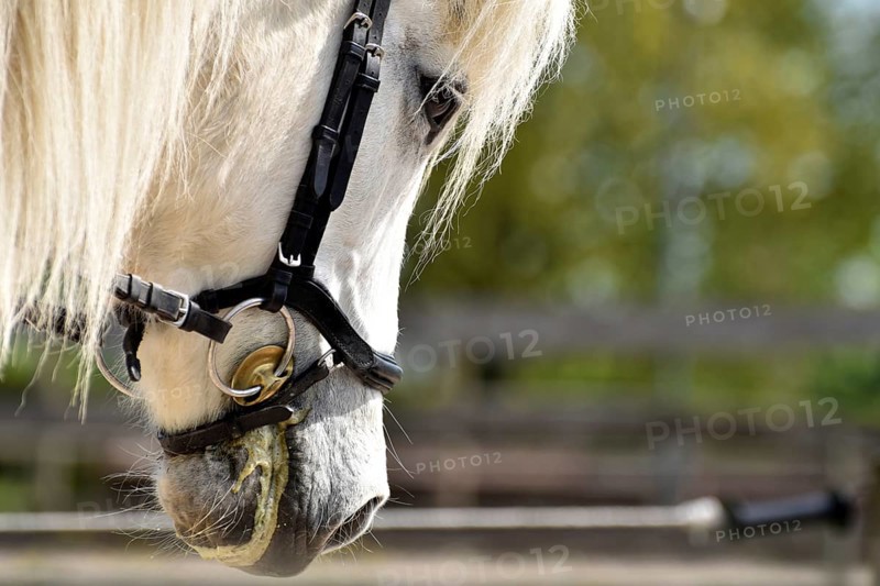 Detailed view of an Icelandic horse with head, mane, mop of hair and equipped with reins, bridle and bit