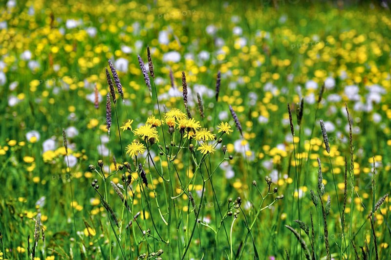 Rough hawksbeard (Crepis biennis) and ranunculus auricomus (Ranunculus auricomus agg.), Allgaeu, Bavaria, Germany, Europe