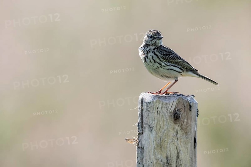 Meadow Pipit (Anthus pratensis), Emsland, Lower Saxony, Germany, Europe
