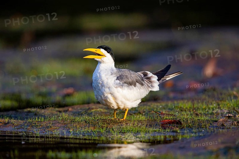 Large-billed Tern (Phaetusa simplex) Pantanal Brazil