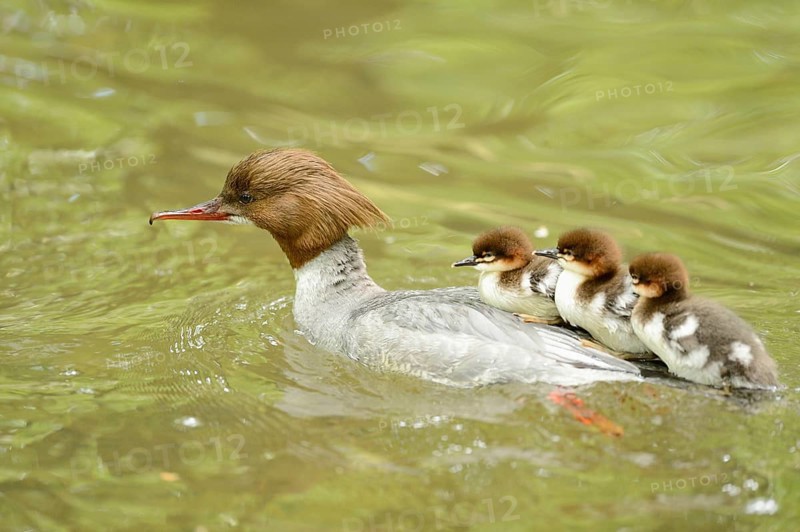 Close-up of a common merganser goosander (Mergus merganser) mother with her chicks swimming in the water in spring