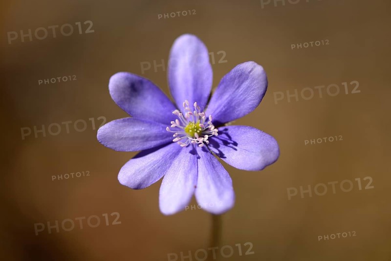 Close-up of a Common Hepatica (Anemone hepatica) blossom in a forest on a sunny evening in spring
