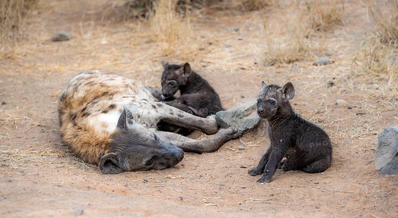 Spotted hyenas (Crocuta crocuta), adult female with ju, lying down, suckling her young, Kruger National Park, South Africa, Africa