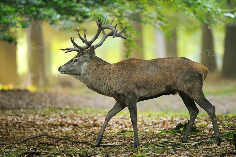 A Red deer (Cervus elaphus) male on a early foggy morning in a forest